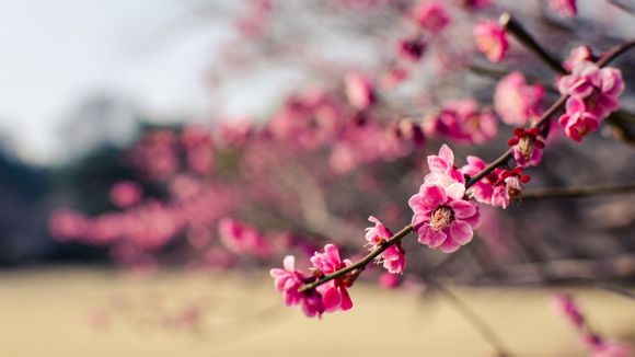京东快递赔偿多少费用吗